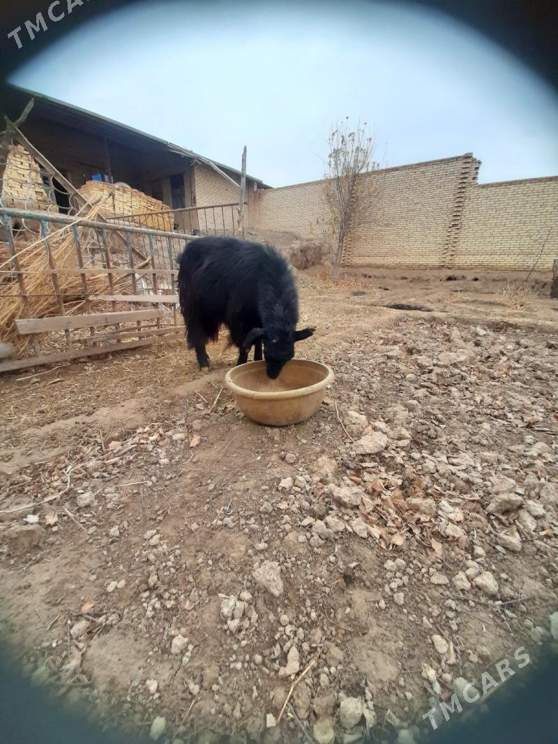 Bogaz geci - Халач - img 1