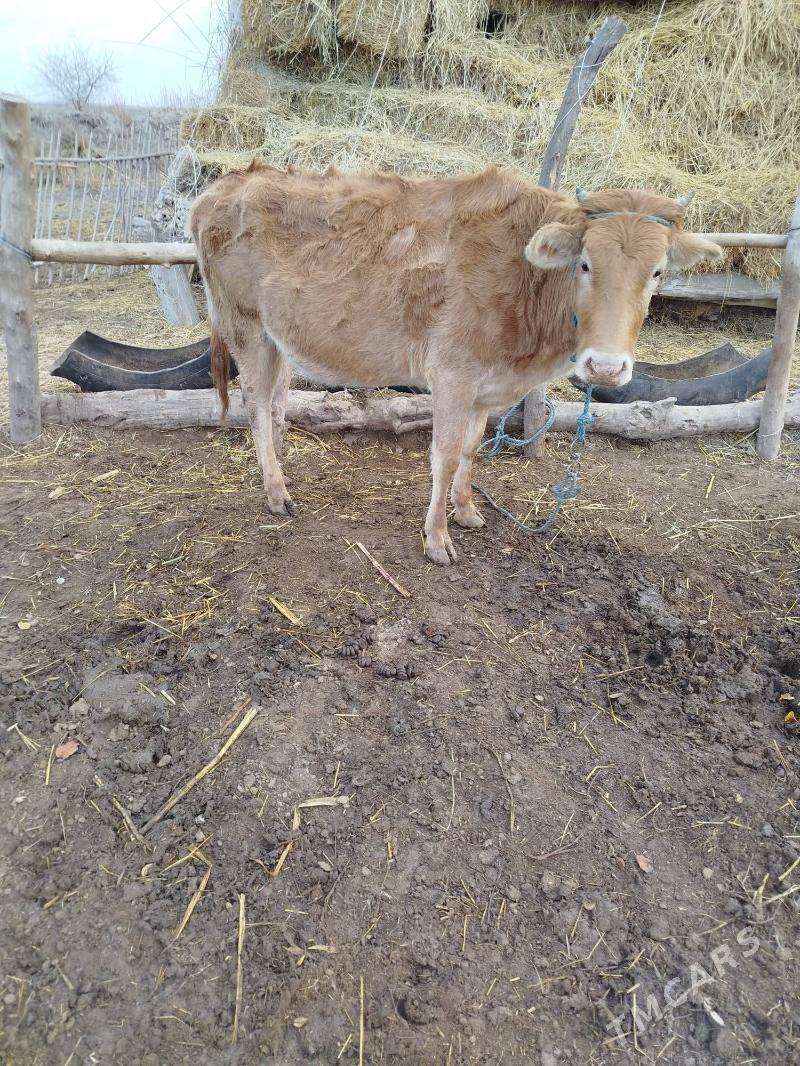 Bogaz sugyr - Saýat - img 1