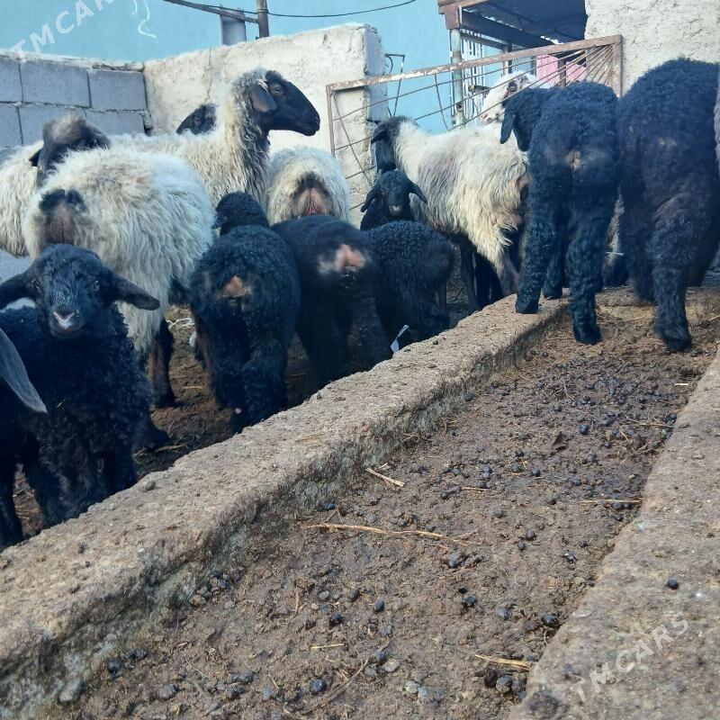 guzlu goyunlar - Ашхабад - img 1