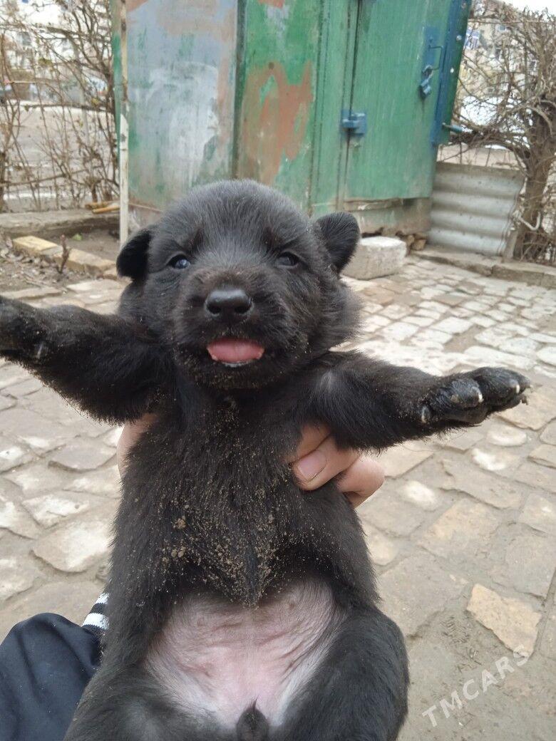 awçarka çaga - Туркменабат - img 1