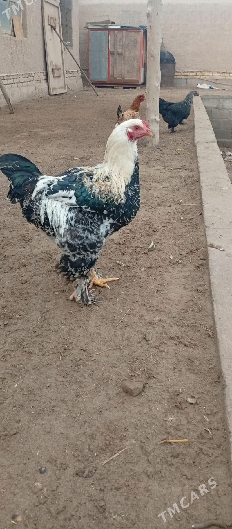 brama horaz tovuk - Gurbansoltan Eje - img 1