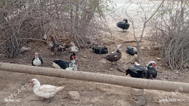 ördek - Gökdepe - img 1