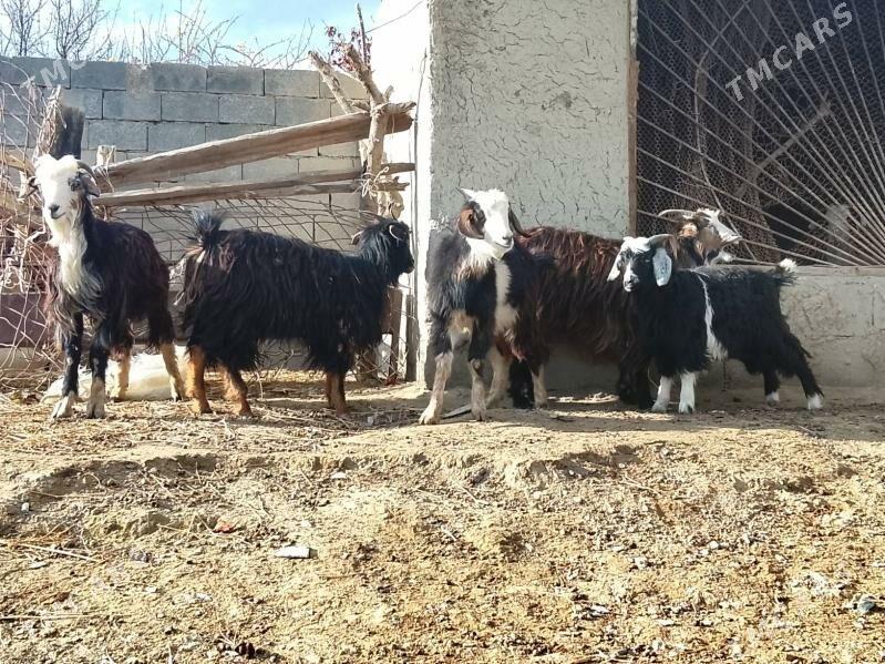 çewiş - Бахарден - img 1