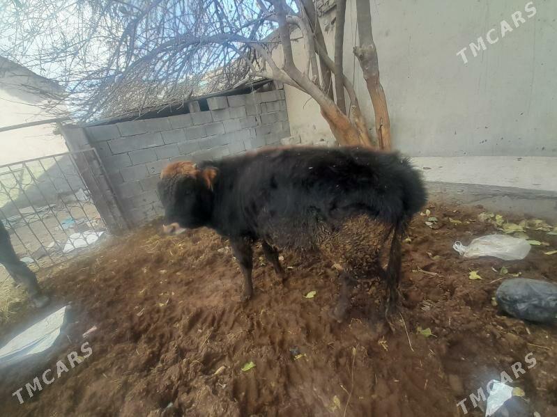 okuz - Büzmeýin - img 1