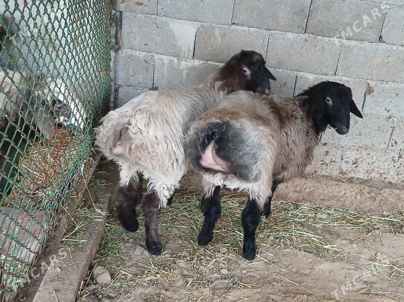 Işek.tokly - Çoganly - img 1