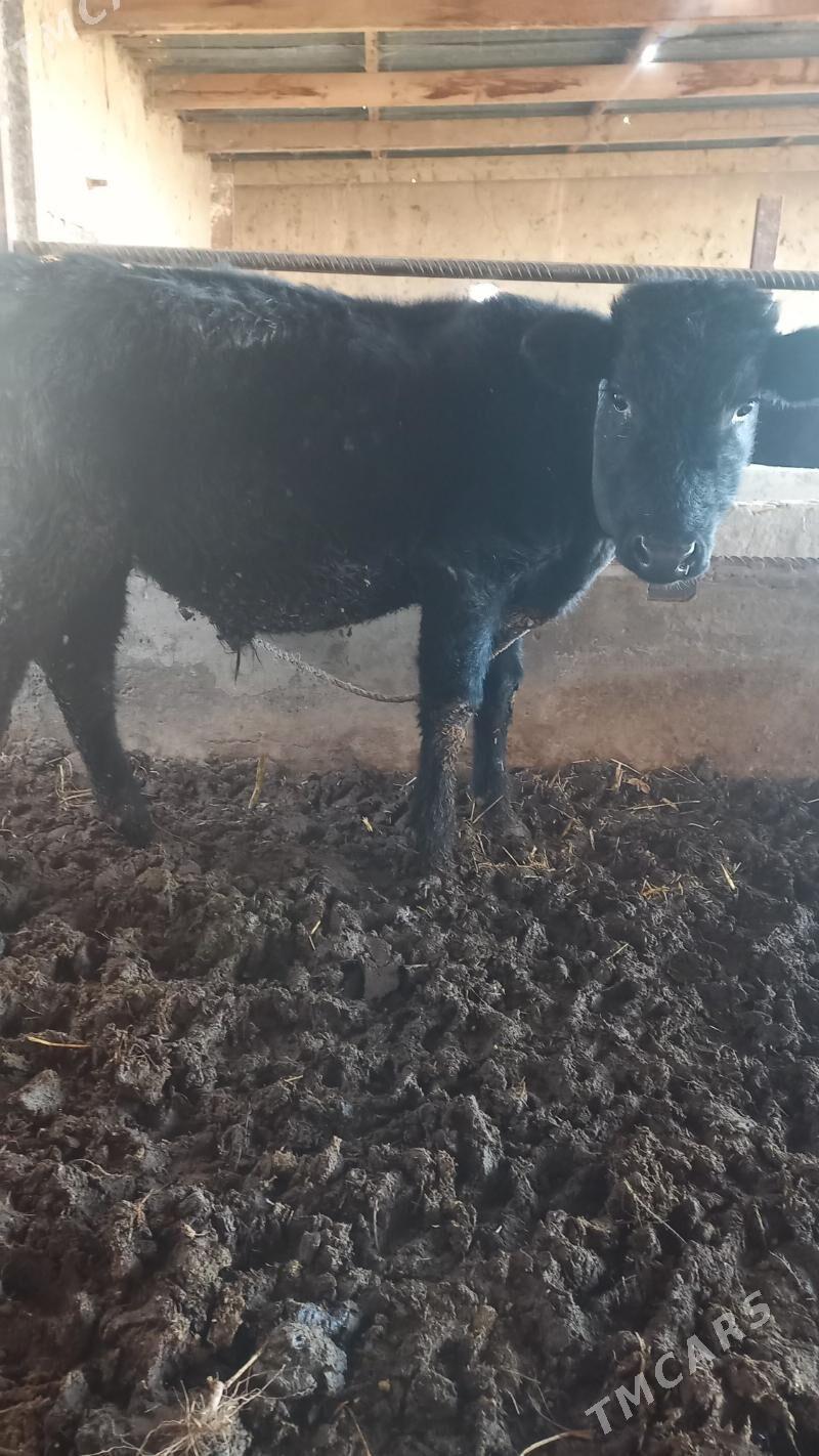 ukuzceler - Çärjew - img 1