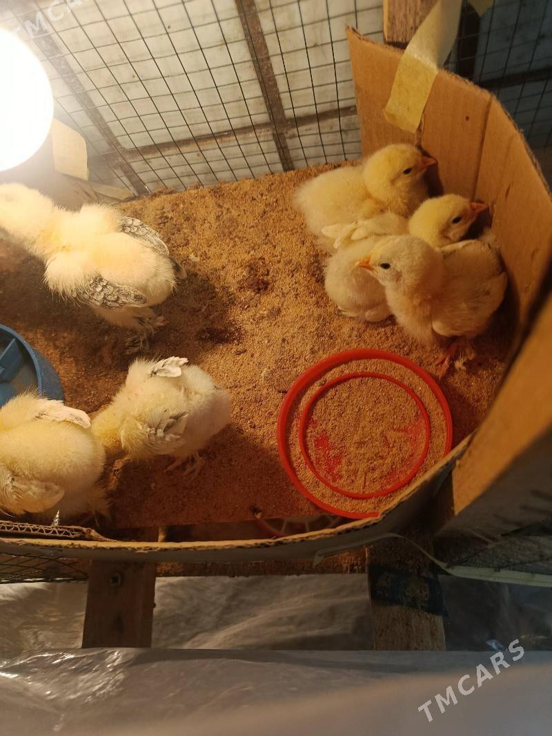 brama cil - Hitrowka - img 1