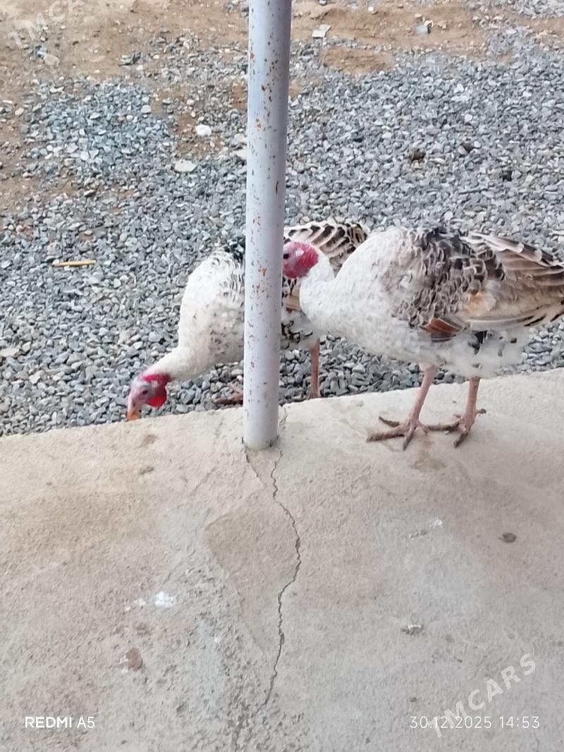 İnduklar - Гызыларбат - img 1