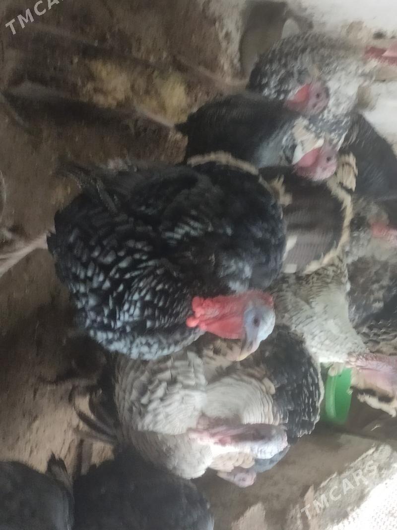 induk - Aşgabat - img 1