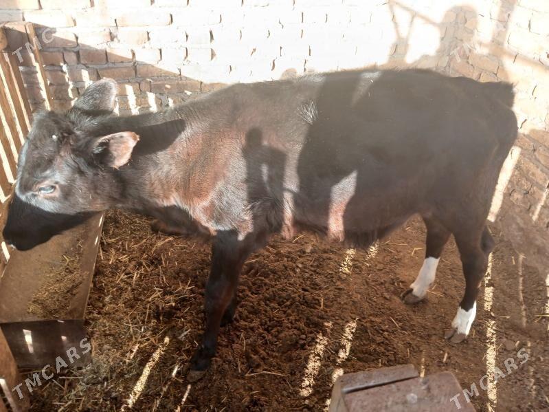 unajyn - Çärjew - img 1