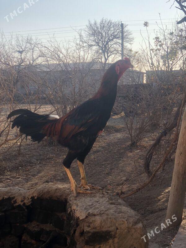 Bayes - Dänew - img 1