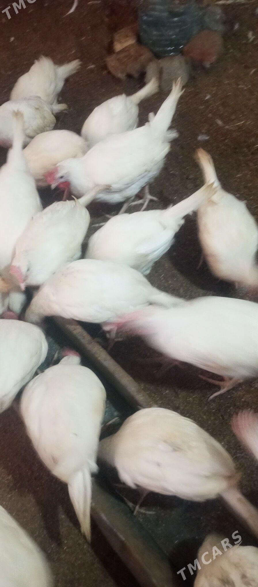 Towuk jüýje - Гёкдепе - img 1