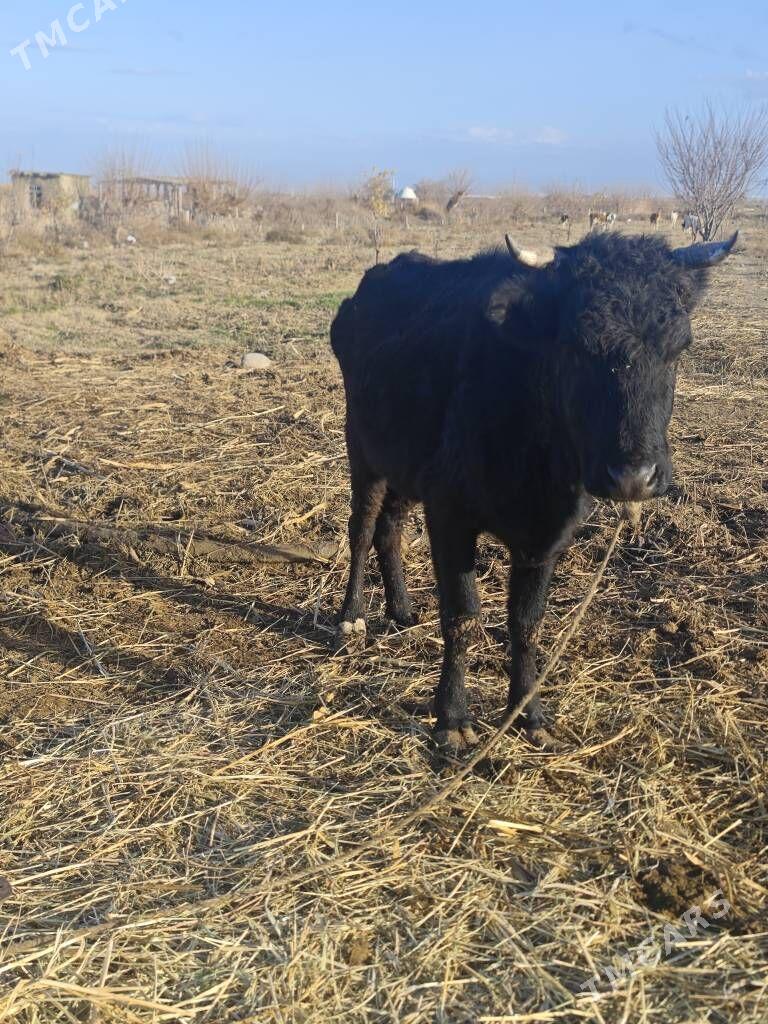 sygur - Gökdepe - img 1