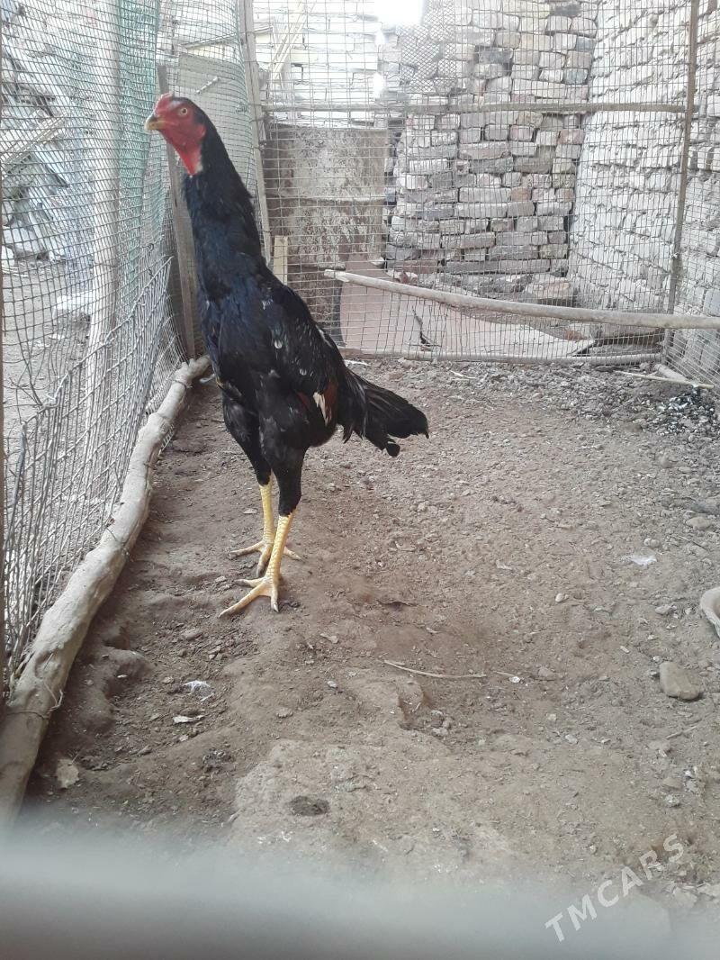 baýes juja - Чарджоу - img 1