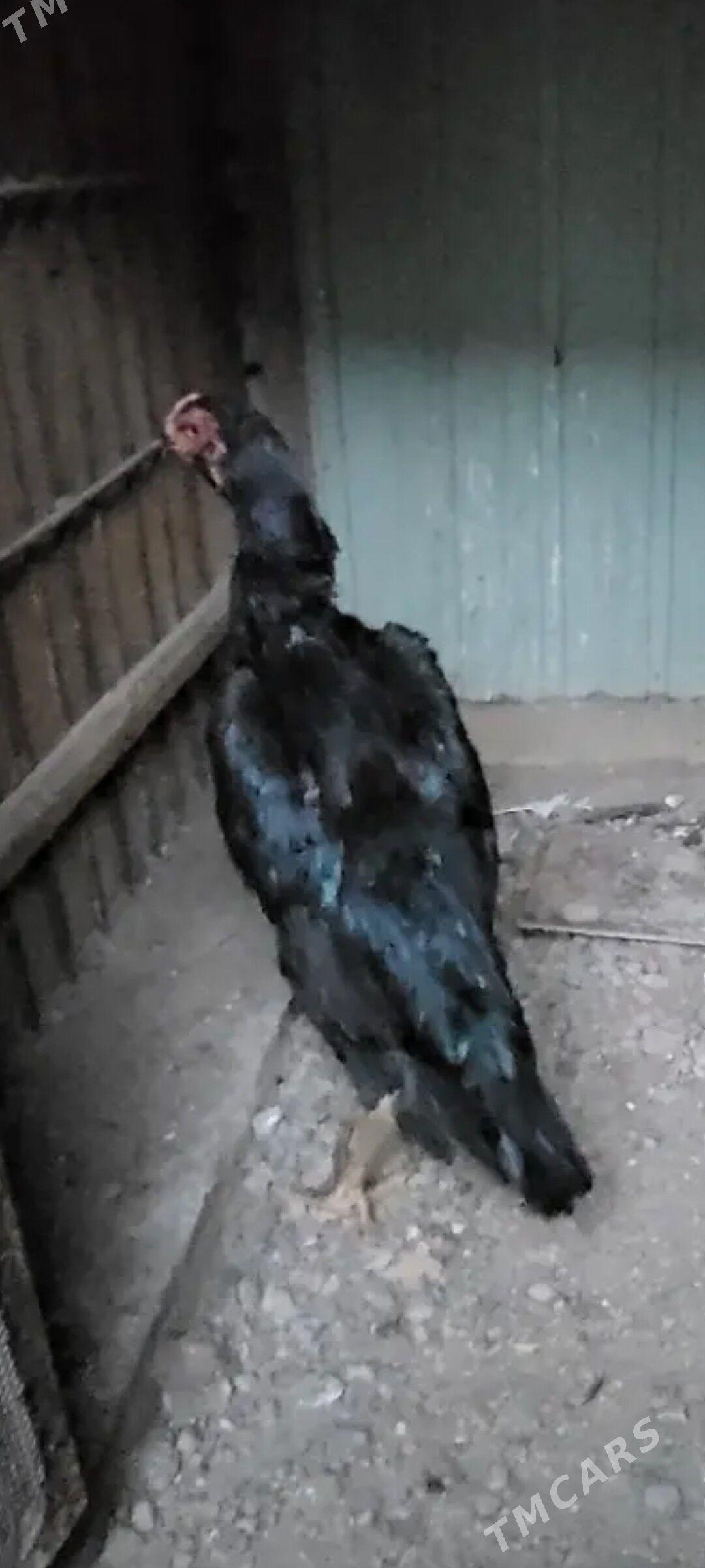 О ШАМО - Туркменабат - img 1