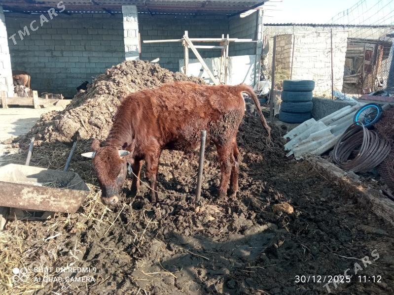 okuz - Бузмеин - img 1