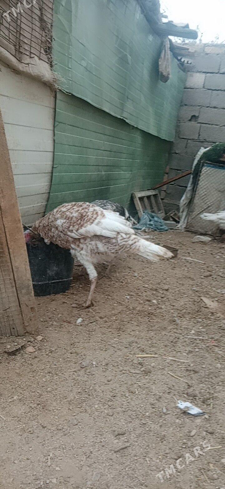 Induk - Jebel - img 1