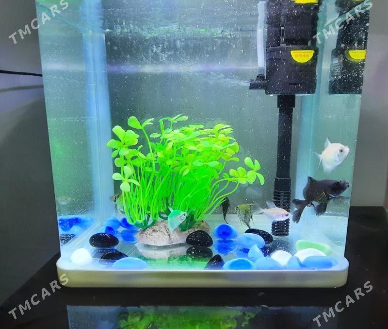 Akwarium - Türkmenabat - img 1