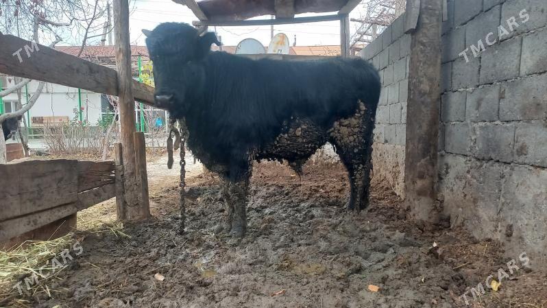 Öküz, чёрный пёстр - Гызыларбат - img 1