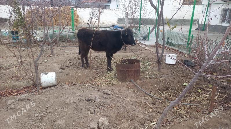 Tüwe - Gyzylarbat - img 1