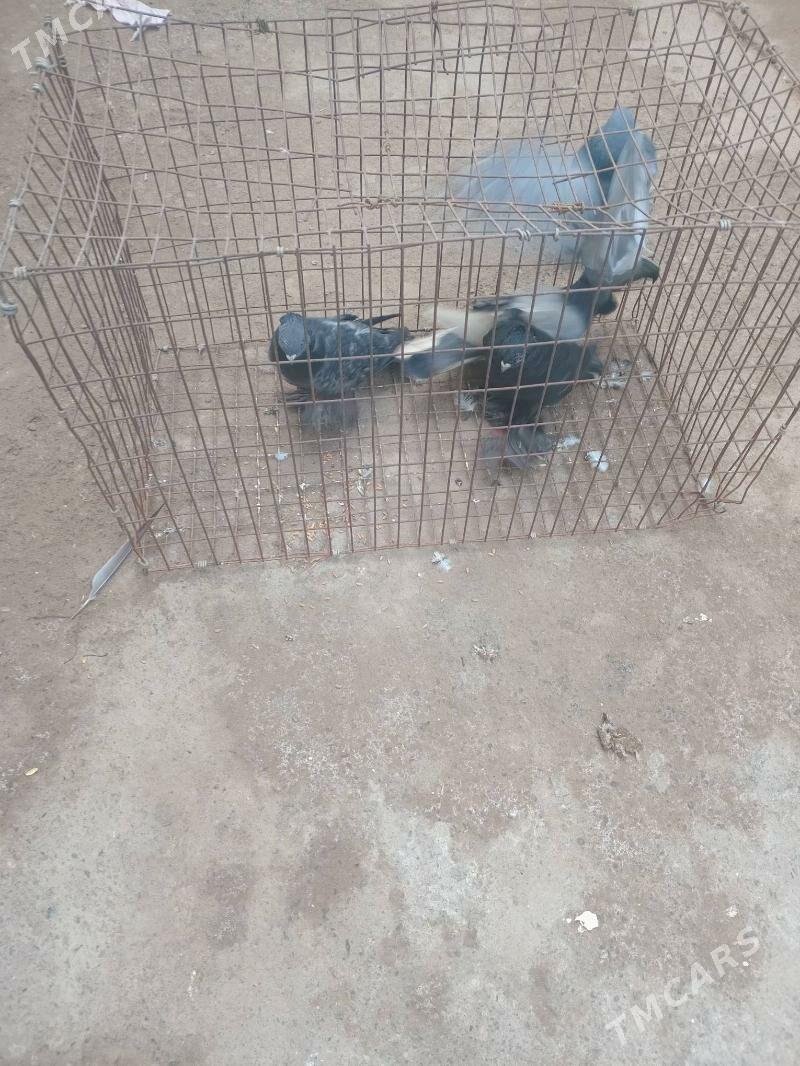 kapdari - Дашогуз - img 1