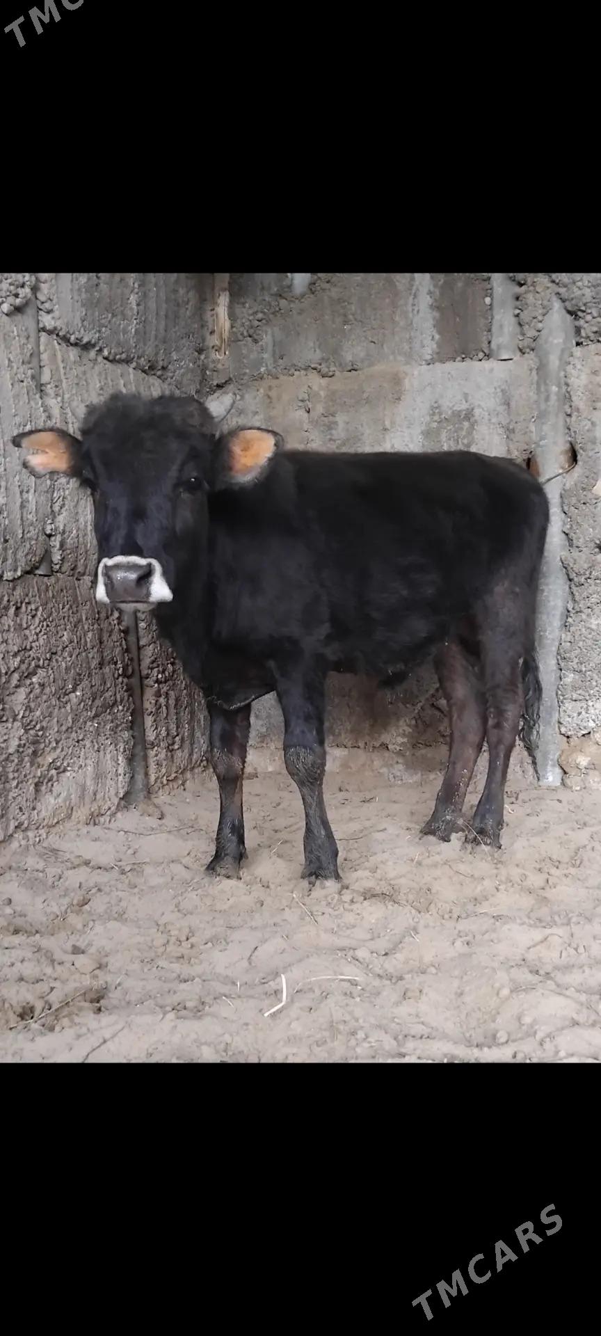 ŠWES OKUZ TUWE - Бузмеин - img 1