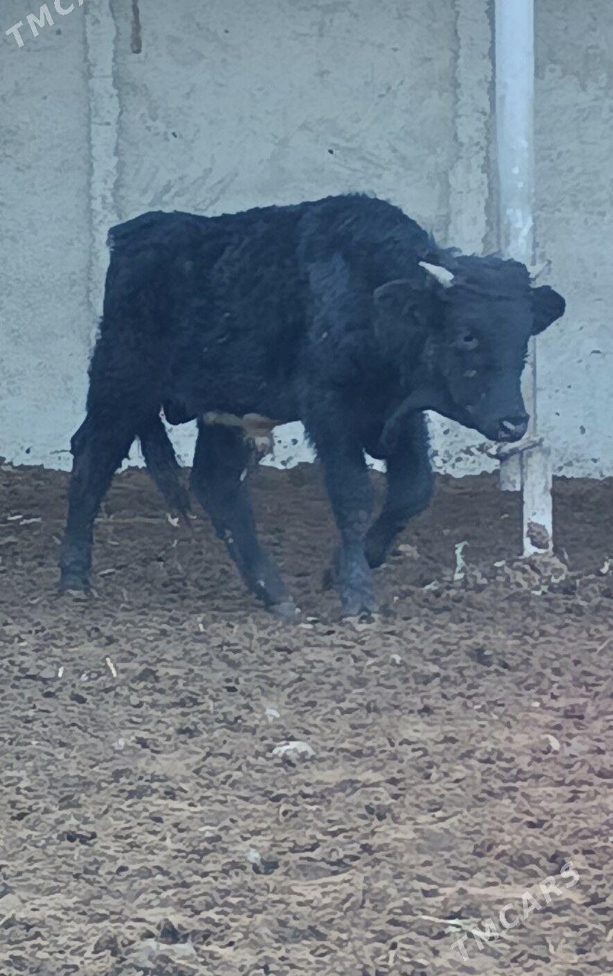 ÖKÜZ - Гёкдепе - img 1