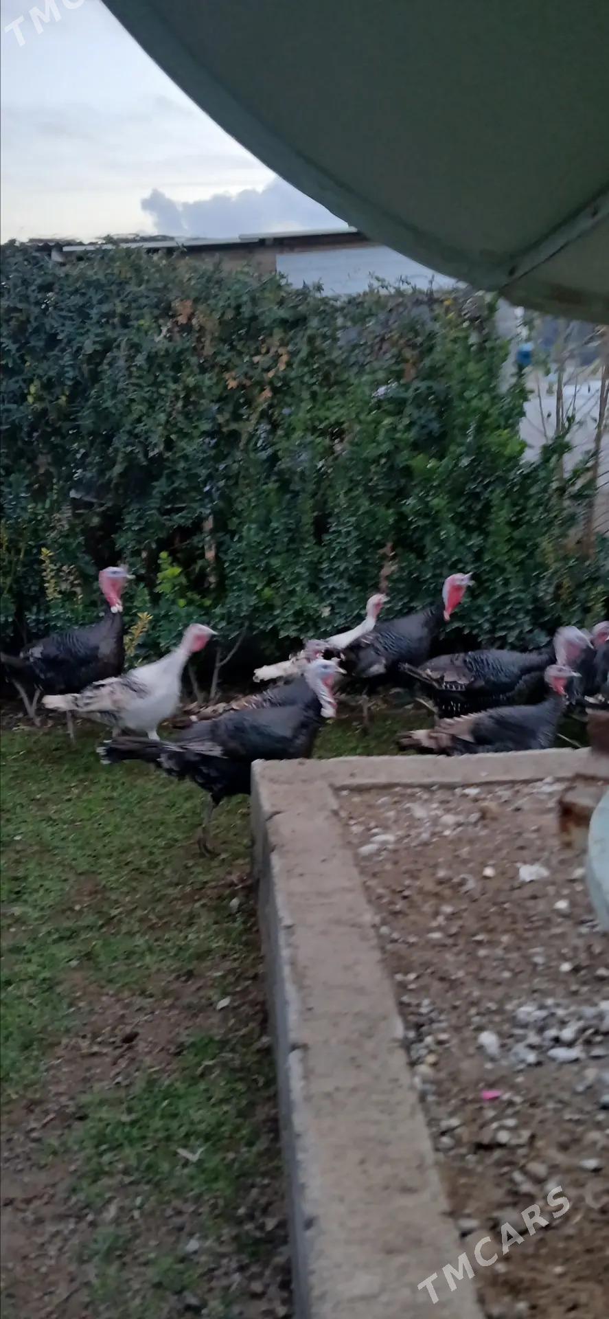 Induk - Änew - img 1