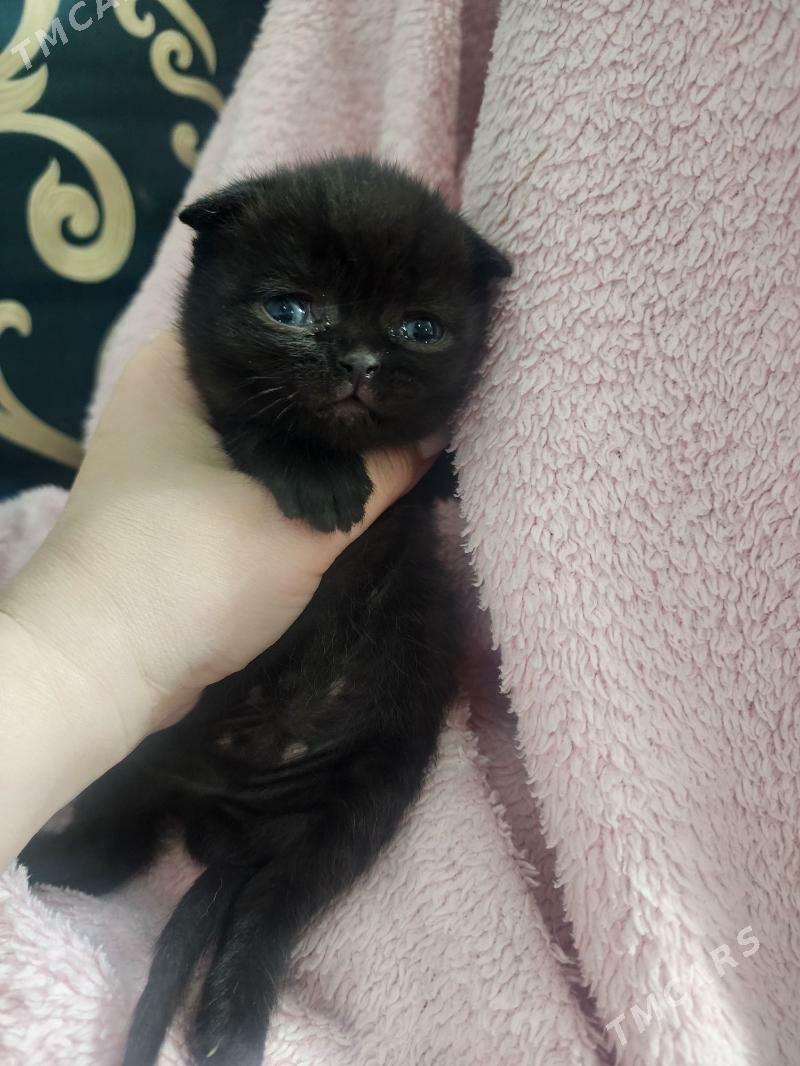 Шоколадный вислоухий мальчик - Ашхабад - img 1