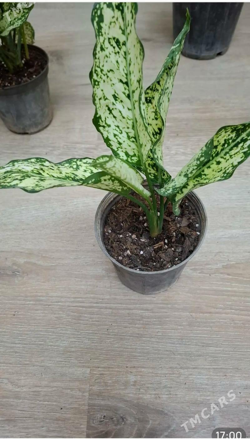 Oy gulleri - Ашхабад - img 1