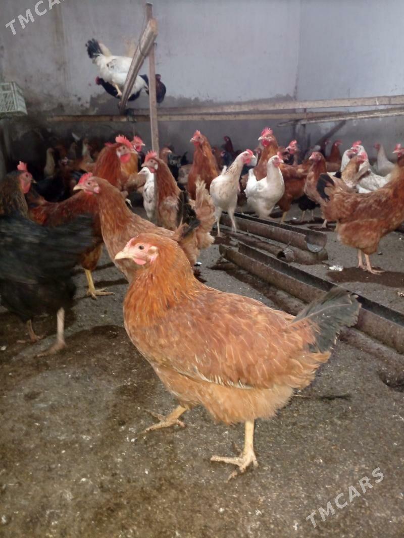 Towyk - Daşoguz - img 1