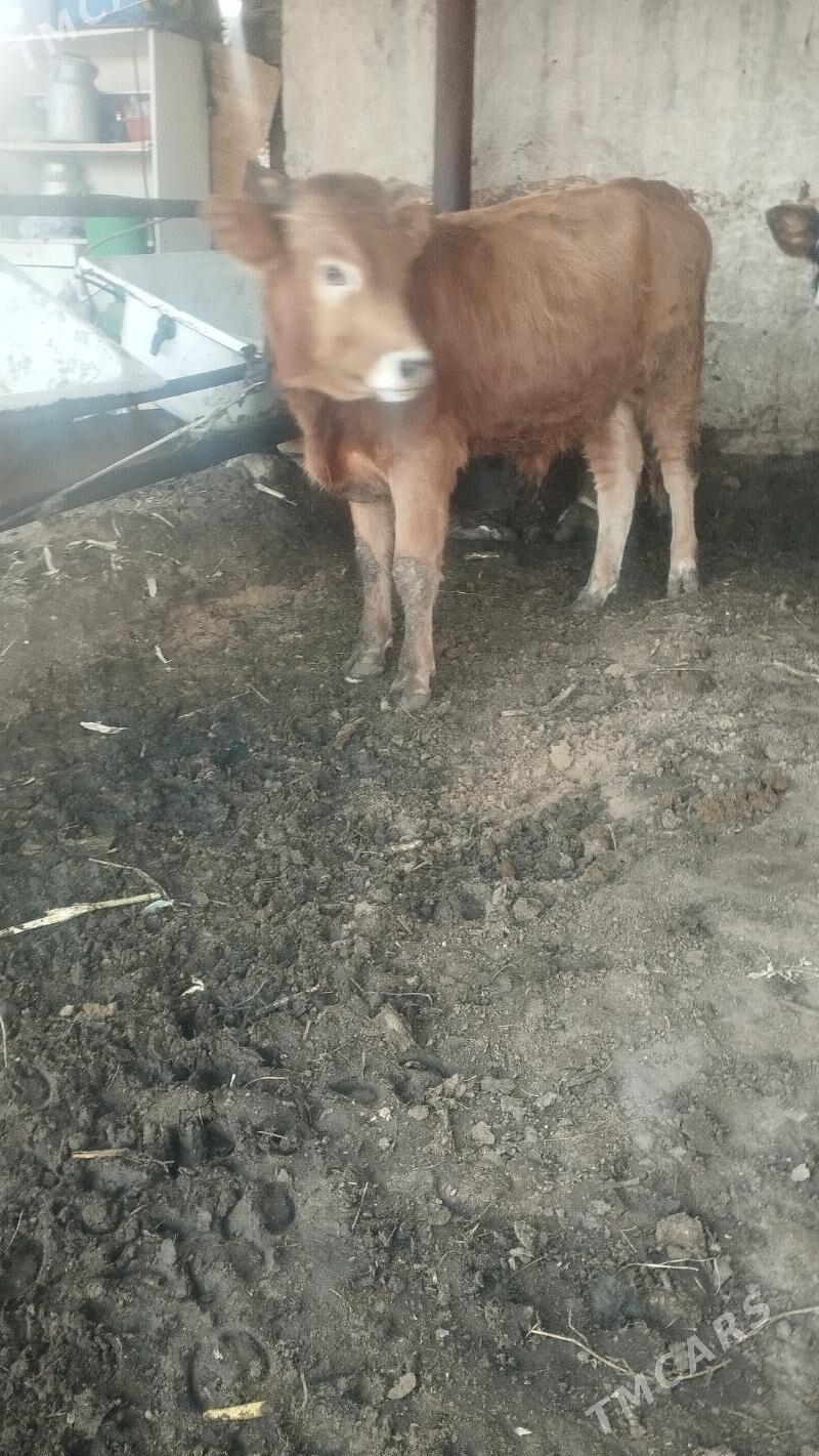 ökuz - Änew - img 1