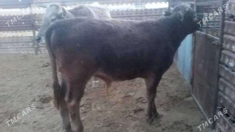 okuz - Эсенгулы - img 1