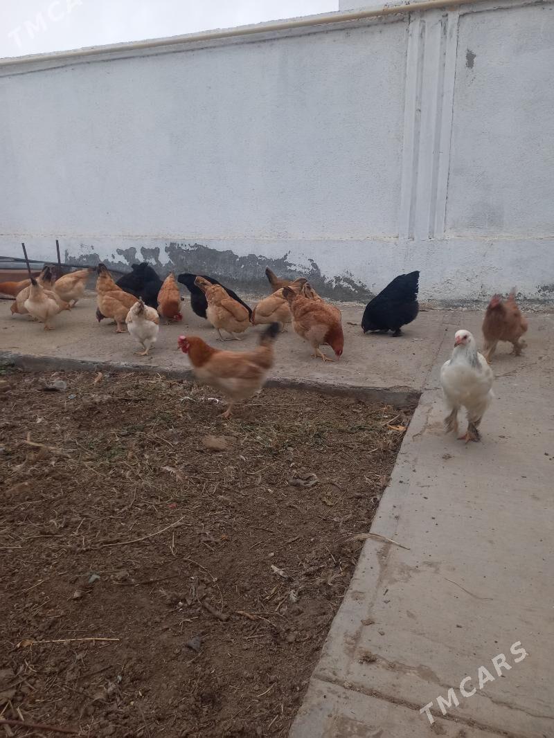 towuk - Aşgabat - img 1