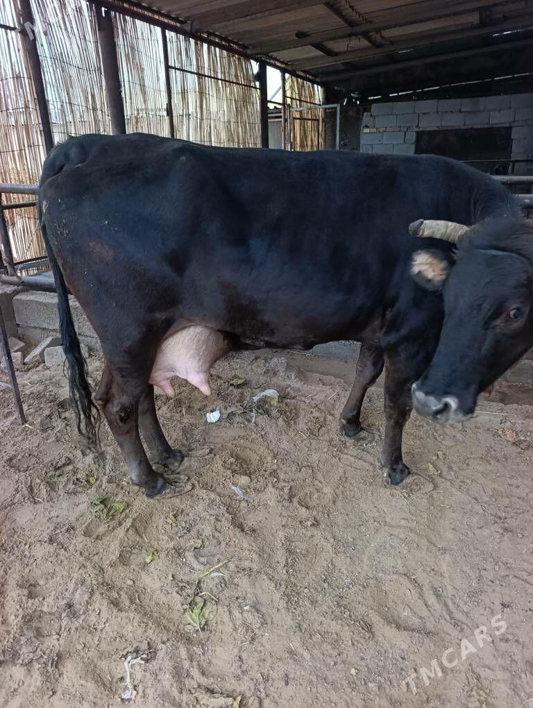 Sygyr - Ашхабад - img 1