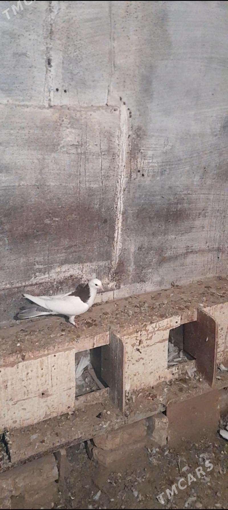 kepderi - Balkanabat - img 1