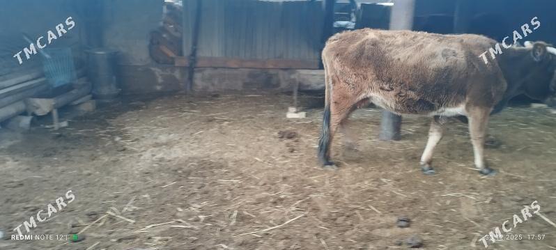 Sygyr - Балканабат - img 1