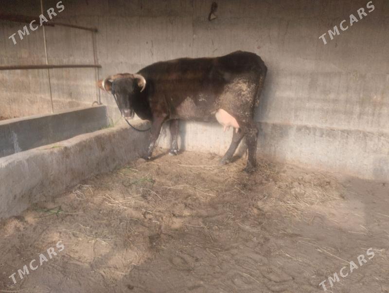 sygyr - Гёкдепе - img 1