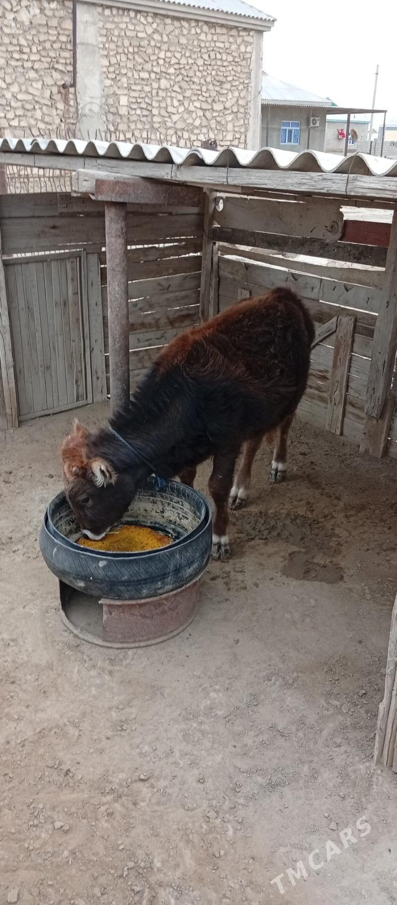 Öküzçe - Эсенгулы - img 1