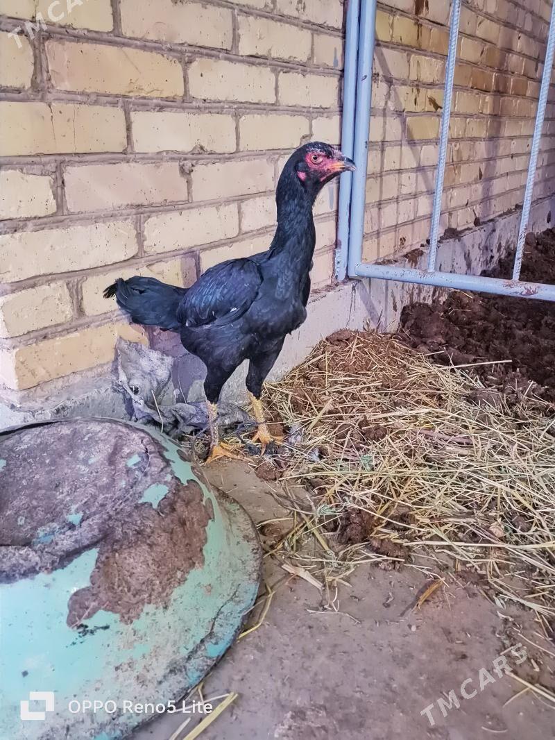 jüjeler - Чарджоу - img 1