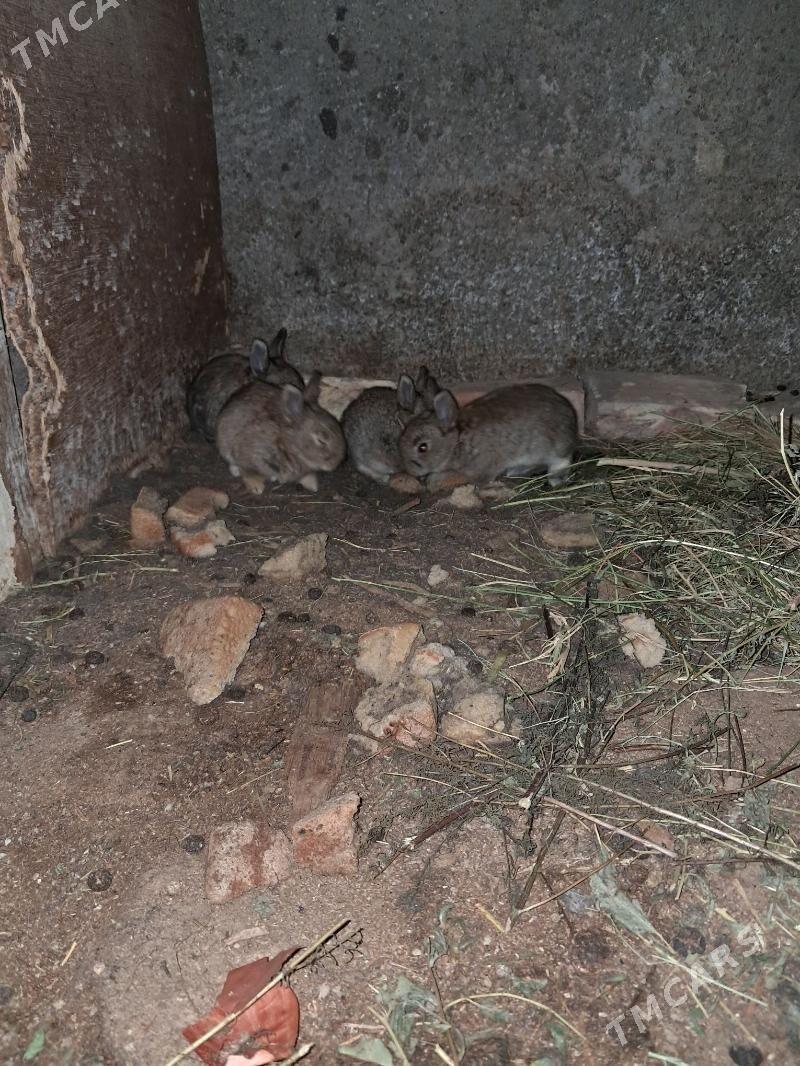 Towşan - Arzuw - img 1