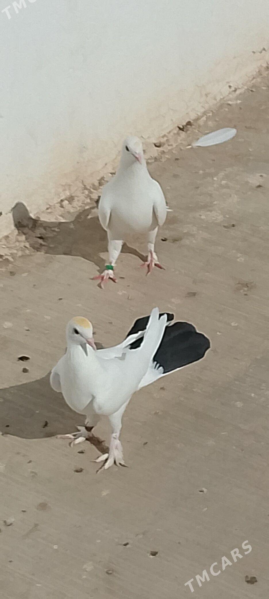 Kepderi - Çoganly - img 1