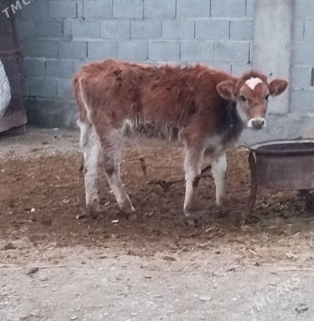 Tuwe - Bäherden - img 1