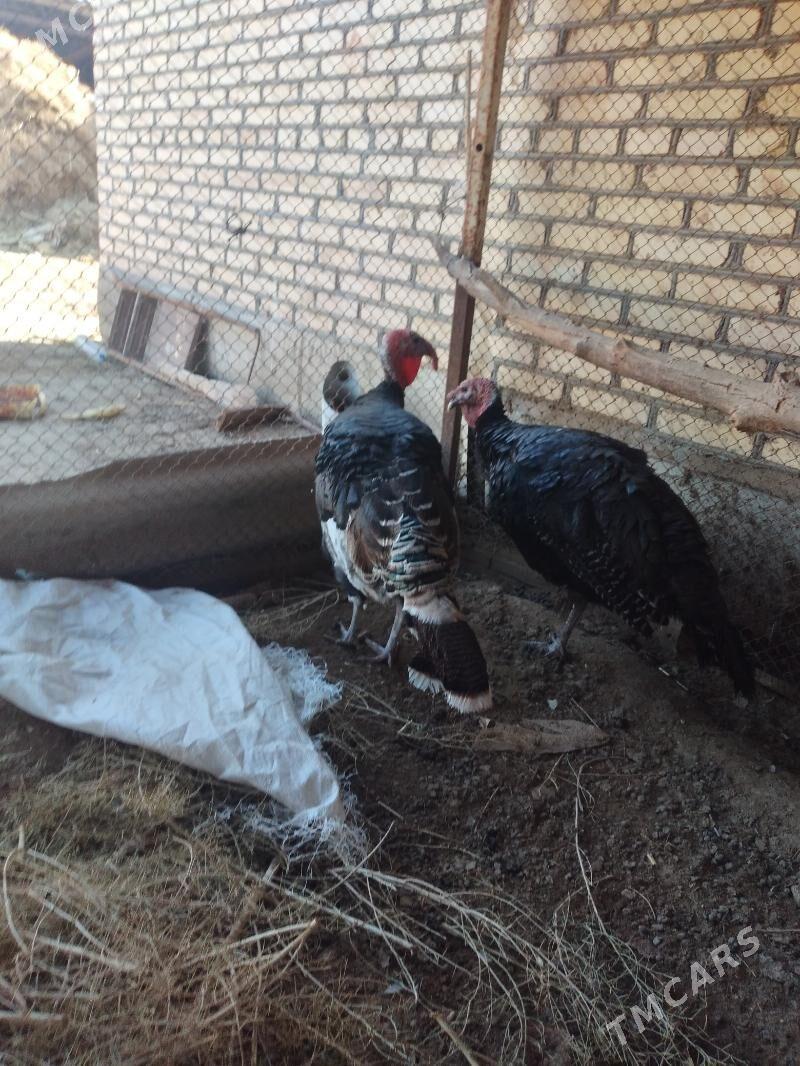 Induk - Каракумский этрап - img 1