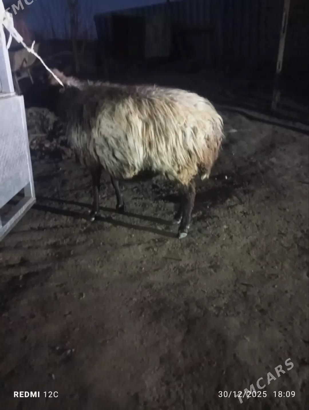 boğaz koyun - Фарап - img 1