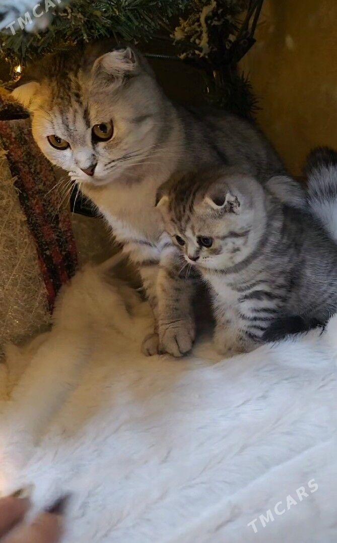 Шотландские котята - Ашхабад - img 1