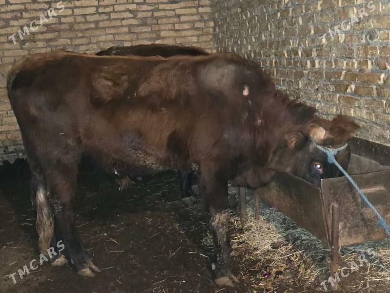 Okuzler - Туркменабат - img 1