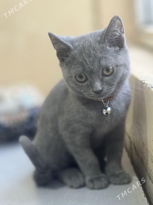 pisik - 11 мкр - img 1