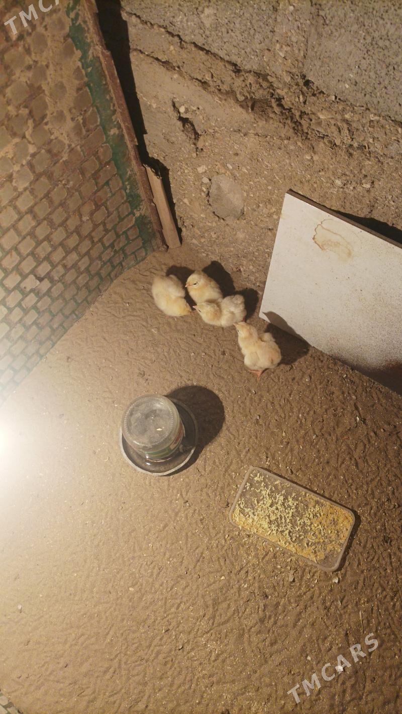 Jüýje - Гумдаг - img 1