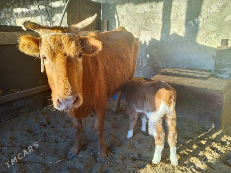 Goleli sygyr - Туркменбаши - img 1